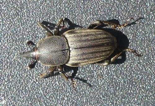 Sphenophorus sp.
